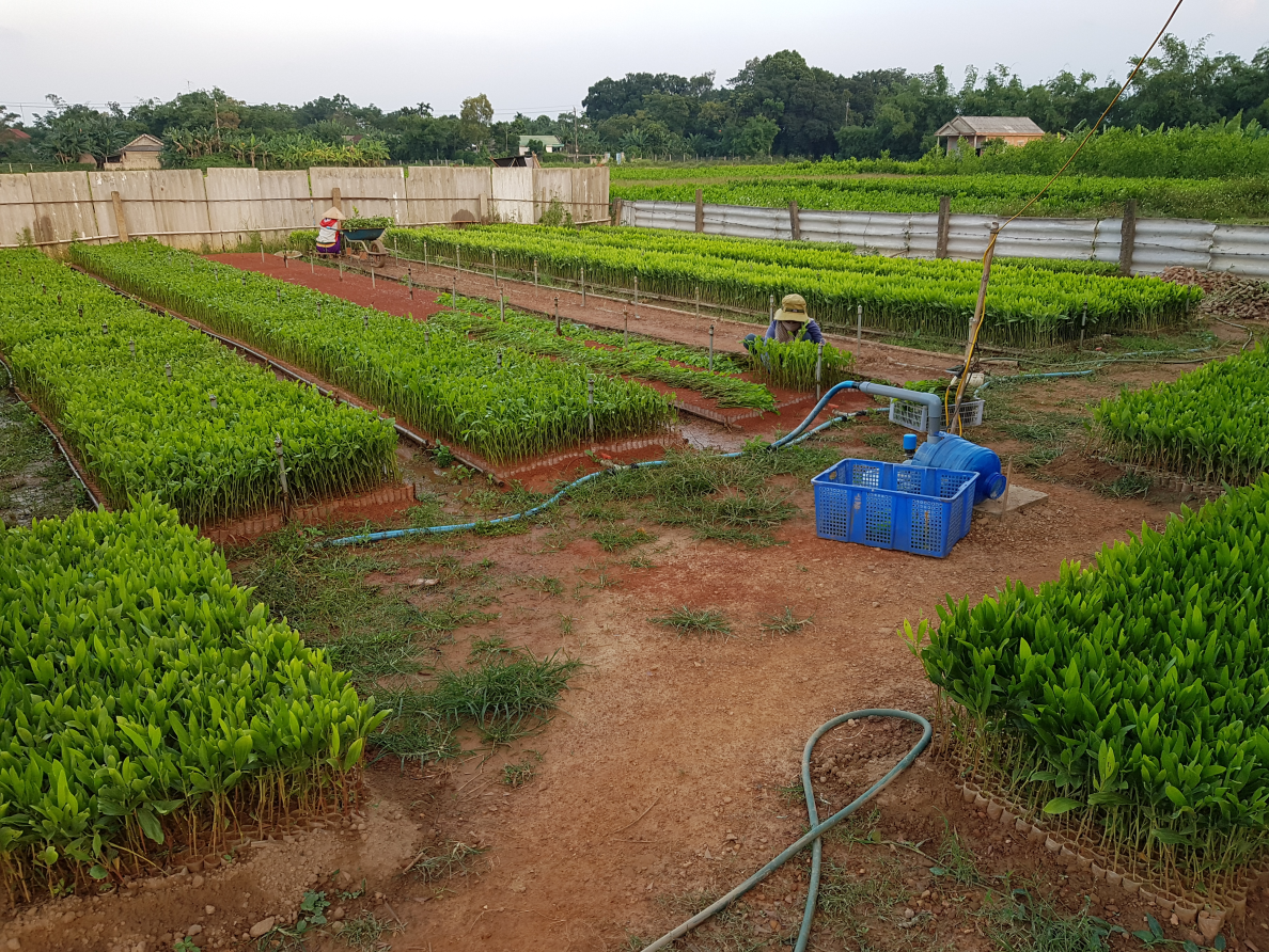 Growing a future - Vietnam’s budding sustainable forestry sector