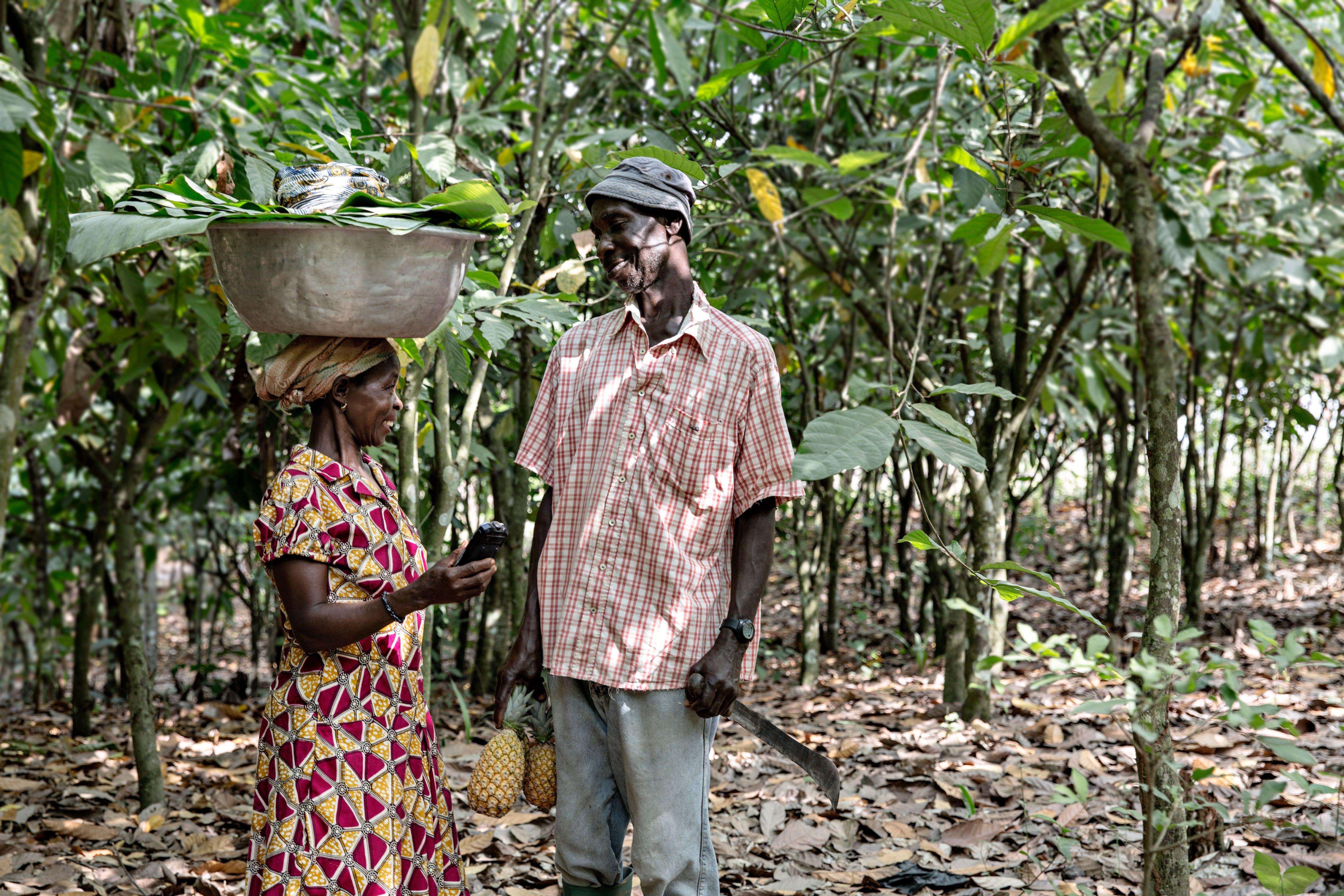 Localised weather forecasts improve farmers’ climate resilience