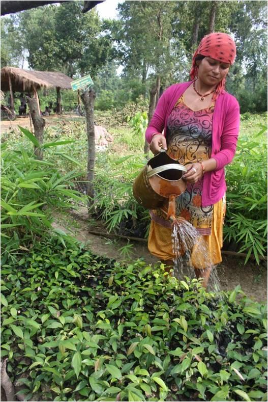 Women empowered to fight climate change while raising forests and finances in Nepal