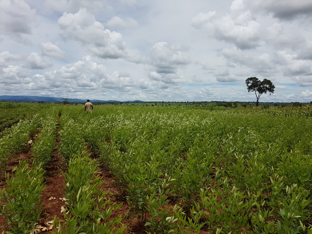 Agroforestry shows potential for climate adaptation in Zambia